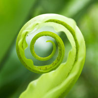 Sh-icon-fern-spiral