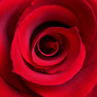 Sh-icon-rose