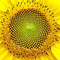Sh-icon-sunflower